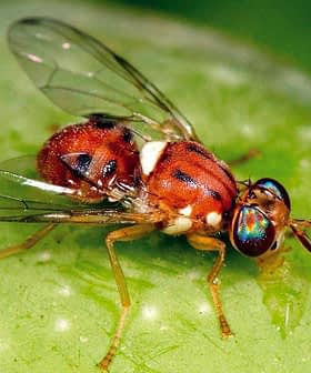 A close-up view of a fruit fly with reddish-brown body and iridescent eyes on a green surface. - Olive Oil Times