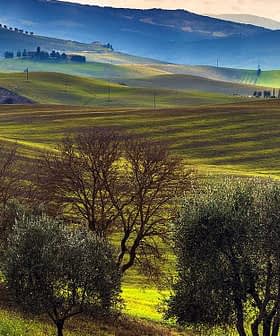 Landscape featuring rolling green hills and olive trees under a cloudy sky. - Olive Oil Times