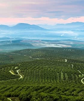 Aerial view of expansive olive groves with rolling hills and distant mountains under a cloudy sky. - Olive Oil Times