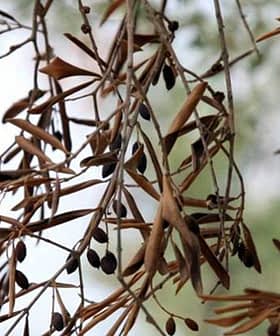 Branch of an olive tree featuring dried olives and leaves against a blurred background. - Olive Oil Times