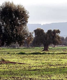 A solitary olive tree in a field with several other olive trees in the background. - Olive Oil Times