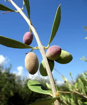 Close-up of an olive tree branch featuring ripening olives in various colors against a blue sky. - Olive Oil Times