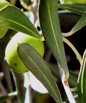 Close-up of green olives growing on an olive tree branch with leaves. - Olive Oil Times