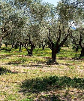 A grove of olive trees with green foliage and a grassy ground cover. - Olive Oil Times