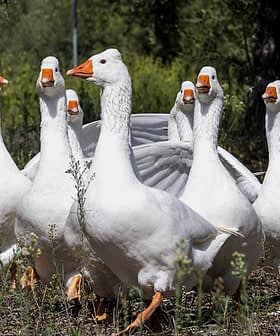 A group of white geese with outstretched wings standing on the ground. - Olive Oil Times