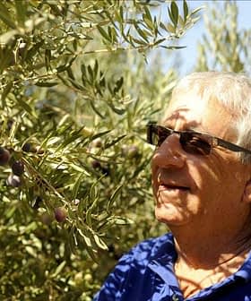 Man wearing sunglasses standing near an olive tree with olives visible on the branches. - Olive Oil Times