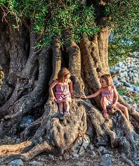 Two children sitting on the roots of a large olive tree, interacting with each other. - Olive Oil Times
