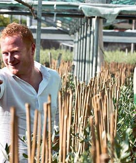 Two men in a field holding mobile phones and olive seedlings while standing among rows of plants. - Olive Oil Times