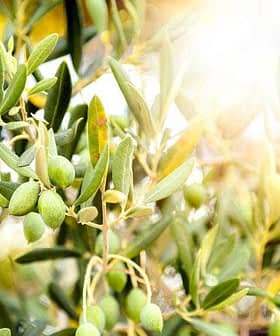 Branch of an olive tree with green olives and leaves illuminated by sunlight. - Olive Oil Times