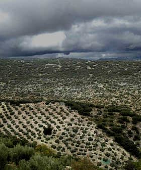 A panoramic view of an olive grove with rows of olive trees under a cloudy sky. - Olive Oil Times
