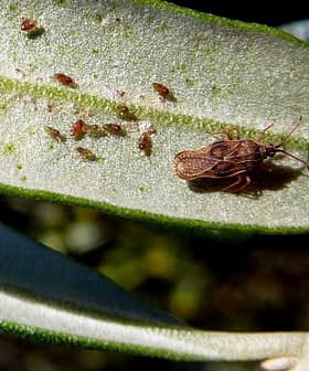 A brown insect resting on a green olive leaf with small pests visible on the surface. - Olive Oil Times