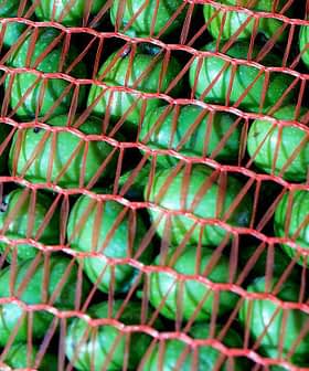 A close-up view of green olives enclosed in a red netting for storage or transport. - Olive Oil Times