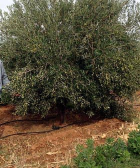 Man standing beside an olive tree in an agricultural field with green plants in the background. - Olive Oil Times
