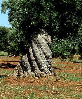 An olive tree with a thick trunk and lush green foliage in an orchard setting. - Olive Oil Times