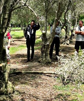 A group of people gathered in an olive grove, some standing and others engaged in discussion. - Olive Oil Times