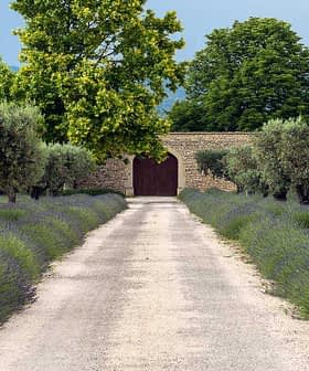 Gravel pathway lined with olive trees and lavender plants leading to a wooden gate. - Olive Oil Times