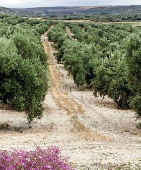 Aerial view of an olive grove with rows of olive trees and a path running through the field. - Olive Oil Times