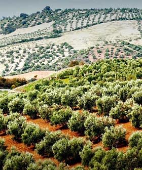 Expansive view of olive trees arranged in rows on rolling hills in a rural landscape. - Olive Oil Times