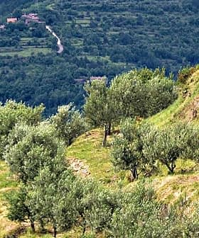 A hillside with rows of olive trees growing on a sloped terrain in a green landscape. - Olive Oil Times