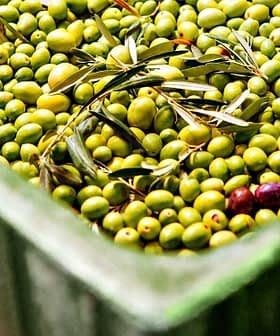 A container filled with green olives, some with leaves and a few red olives mixed in. - Olive Oil Times