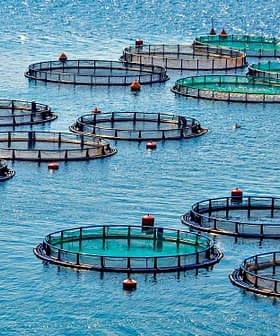 Aquaculture fish farming cages arranged in a body of water with circular nets and buoys. - Olive Oil Times