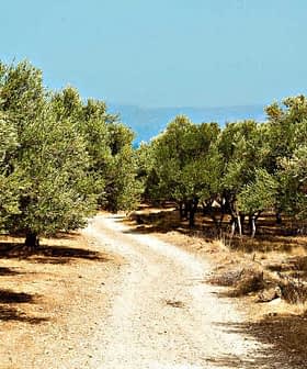 Dirt pathway winding through an olive grove with trees on either side. - Olive Oil Times