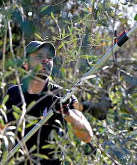 Man using a pole pruner to trim olive tree branches in a field. - Olive Oil Times