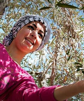 Woman in a pink shirt reaching for olives on an olive tree while standing on a branch. - Olive Oil Times