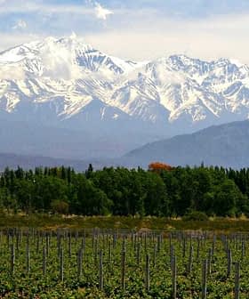 Vineyard rows in the foreground with snow-capped mountains in the background under a clear sky. - Olive Oil Times
