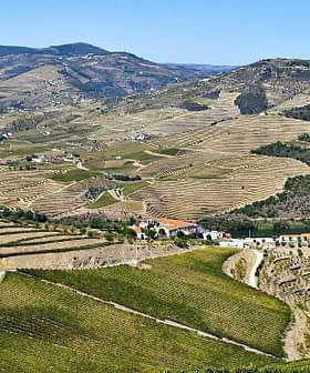 Aerial view of terraced vineyards along the Douro River in the Douro Valley region of Portugal. - Olive Oil Times