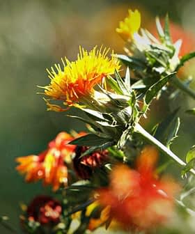 Safflower plant featuring yellow and orange flowers with green leaves in a natural setting. - Olive Oil Times