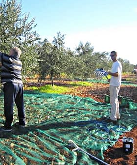 Workers harvesting olives in an orchard with trees and nets on the ground. - Olive Oil Times