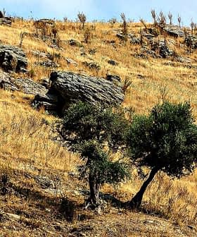 A hilly landscape featuring dry grass and olive trees on a rocky terrain. - Olive Oil Times