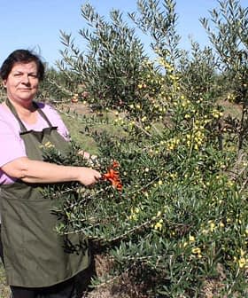Woman in an apron picking olives from a tree in an olive grove. - Olive Oil Times