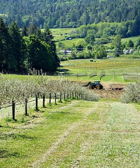 Olive trees lined along a path with a tractor working in the background of a green field. - Olive Oil Times