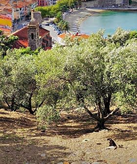 Olive trees in a landscape with a view of a coastal town and water in the background. - Olive Oil Times