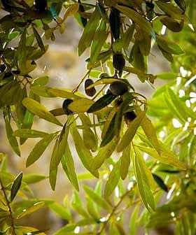 Close-up of olive tree branch featuring green leaves and ripe olives. - Olive Oil Times