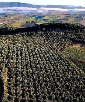 Aerial view of a large olive grove in Tuscany, showcasing rows of olive trees in a landscape. - Olive Oil Times