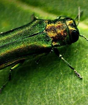 Emerald Ash Borer insect resting on a green leaf, showcasing its metallic green coloration. - Olive Oil Times