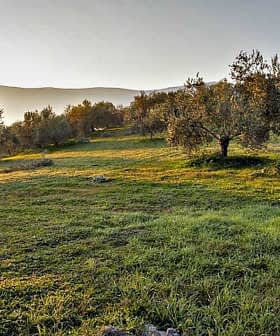 Olive trees in a green field during sunrise with soft light illuminating the landscape. - Olive Oil Times