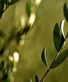 A hand gently touching the leaves of an olive branch in natural light. - Olive Oil Times