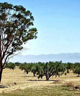 A solitary tree standing in an open landscape with sparse vegetation and distant mountains. - Olive Oil Times