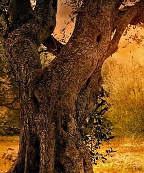 Two large olive trees with a sunset background in an olive grove. - Olive Oil Times