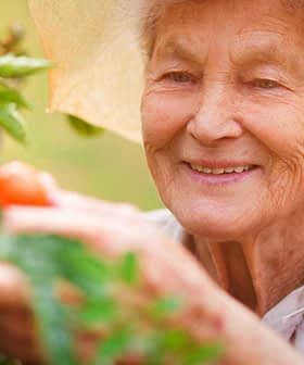 Elderly woman wearing a straw hat picking tomatoes from a plant in a garden. - Olive Oil Times