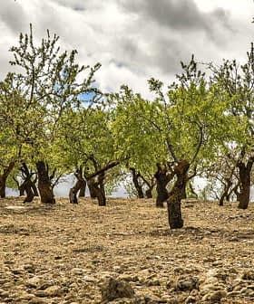 A grove of olive trees with green foliage and a rocky ground under a cloudy sky. - Olive Oil Times