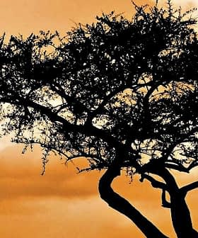 Silhouette of a tree with a twisted trunk and sparse foliage against an orange sky with clouds. - Olive Oil Times