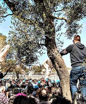 A person standing on an olive tree addressing a crowd during a demonstration. - Olive Oil Times