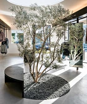 Interior view of a clothing store featuring an olive tree and clothing displays. - Olive Oil Times