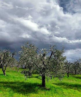 Olive trees with gray clouds in the sky over a green grassy field. - Olive Oil Times