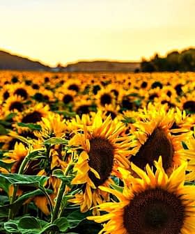 A vast field of sunflowers under a sunset sky with golden hues and green foliage. - Olive Oil Times